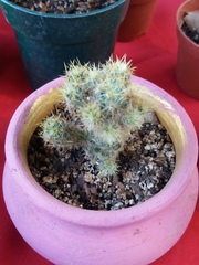 Mammillaria prolifera