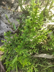 Selaginella pallescens