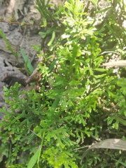 Selaginella pallescens