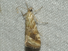 Hellula hydralis