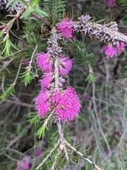 Melaleuca wilsonii