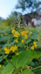 Vigna umbellata