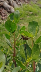 Deretrachys juvencus