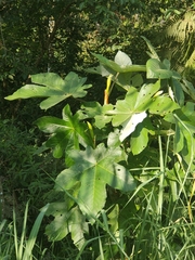 Cecropia obtusifolia