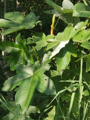Cecropia obtusifolia