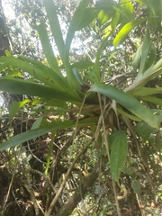 Guzmania monostachia