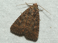 Hypoperigea tonsa