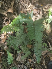 Polystichum wawranum