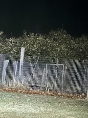 Odocoileus virginianus borealis