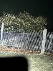 Odocoileus virginianus borealis