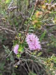 Melaleuca decussata