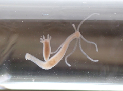 Hydra oligactis