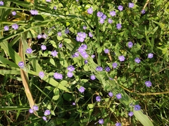Browallia americana