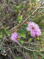 Melaleuca decussata