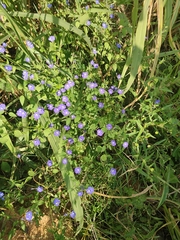Browallia americana