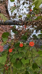 Ipomoea hederifolia