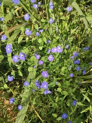 Browallia americana