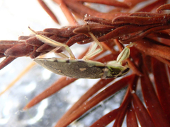 Ambrysus