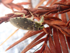 Ambrysus