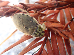 Ambrysus