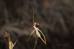Caladenia longiclavata