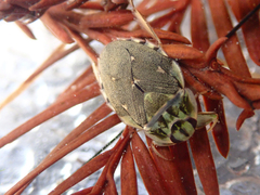 Ambrysus