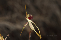 Caladenia longiclavata