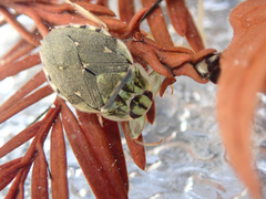 Ambrysus