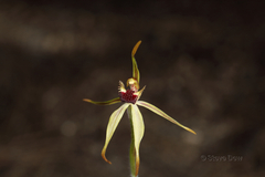 Caladenia longiclavata
