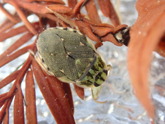 Ambrysus
