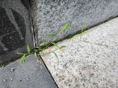 Digitaria radicosa