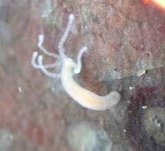 Hydra oligactis