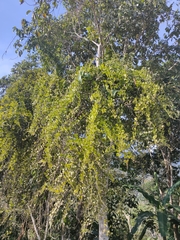 Cissus