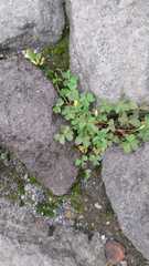 Oxalis exilis