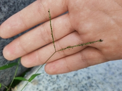 Digitaria radicosa