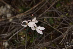Stylidium petiolare