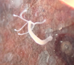 Hydra oligactis