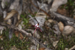 Caladenia footeana