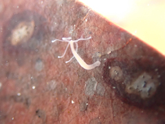 Hydra oligactis