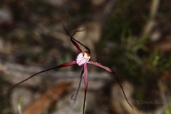 Caladenia footeana