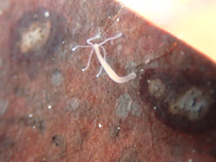 Hydra oligactis