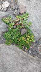 Chenopodium betaceum