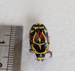 Eupoecila australasiae