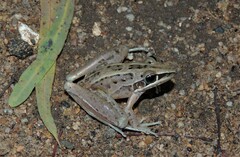 Litoria nasuta