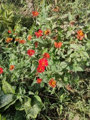 Tithonia rotundifolia
