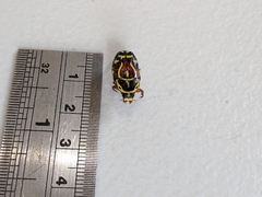 Eupoecila australasiae