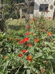 Tithonia rotundifolia