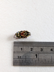 Eupoecila australasiae