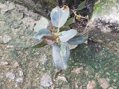 Ficus virens