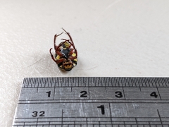 Eupoecila australasiae